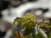 week-end yourte ariege pyrenees sureau